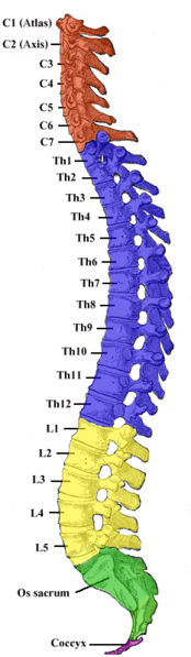 the spinal column